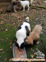 Dicari yang bersedia mengadopsi anak anjing