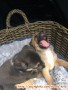 Kennel Boy (Pengasuh Anjing) untuk mengurus 7 anjing