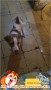 need adopter, anak anjing kampung keren bgt