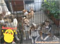adopt anjing kampung keren