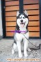 CARI ADOPTER YANG BERSEDIA MERAWAT HUSKY SAYA