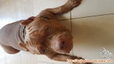 Open adopsi apbt