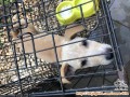 Open Adopt Puppy Maltese Campuran
