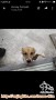Cari adopter utk anjing keturunan anjing bali