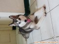 Dicari adopter untuk anjing husky