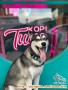 Dicari adopter anjing husky