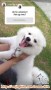 Dicari Adopter untuk doggy German Spitz