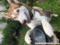 Dicari Adopter untuk Husky Betina