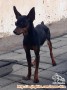 Mini Pinscher @ BSD City utk di-adopsi
