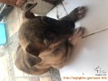 Dicari Adopter Puppy