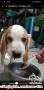 Hilang puppies beagle female