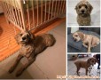 [KEHILANGAN] Dicari Guguk(anjing) saya hilang