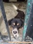 dicari orang tua untuk anjing