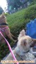 butuh caretaker untuk 2 anjing