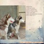 Dihibahkan 2 ekor siberian husky 2 in 1