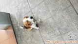 Max is looking for Adopter