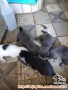 Anak anjing siap adopsi