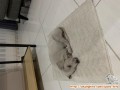 Anak anjing warna putih umur sebulanan siapa yang mau adopsi
