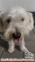 Lowongan kennel boy