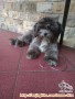 Dihibahkan Shihtzu betina