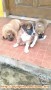 Cari adopter