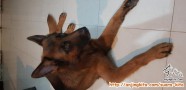 Dihibahkan anjing german shepherd