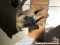 Perlu Adopter