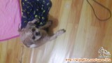 hibah anjing gratis