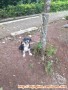 hibah anjing Shih Tzu