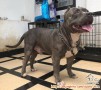 Hibah anjing American bully Kualitas bagus!