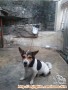 Molly In Need Of Adopter (HIBAH)