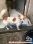 Mencari adopter anjing