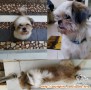 Anjing Shi tzu ditemuka
