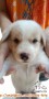 Hibah puppies