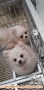 Adopsi / hibah anjing poodle dan pom