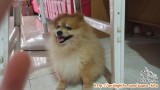 Telah hilang anjing mini pom