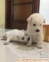 Open adopt 2 puppies betina