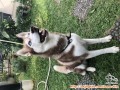 Dihibahkan Husky 4thn Female warna Hazel