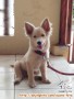 Dihibahkan Anjing 1 tahun Golden mix Border Collie