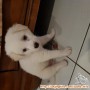 Open for adoption 3 Puppie, 2 anjing usia 1 thn