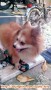 Anjing Mini Pom ditemukan