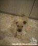 Puppies mencari keluarga baru