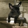 DIHIBAHKAN ANJING 4 BULAN