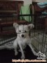 Anjing Hilang