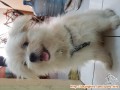 hibah anjing maltese mix Shih Tzu