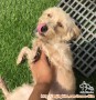 Maltese need a new home 🐶