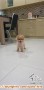 Anjing hilang
