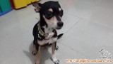 HELP .. Anjing Hilang