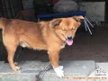 Dicari adopter Alfa 3 tahun jantan aktif suka bermain