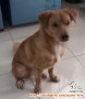 Anjing Hilang di Komplek Pergudangan Prepedan Raya, Dekat Citra 5, Kalideres